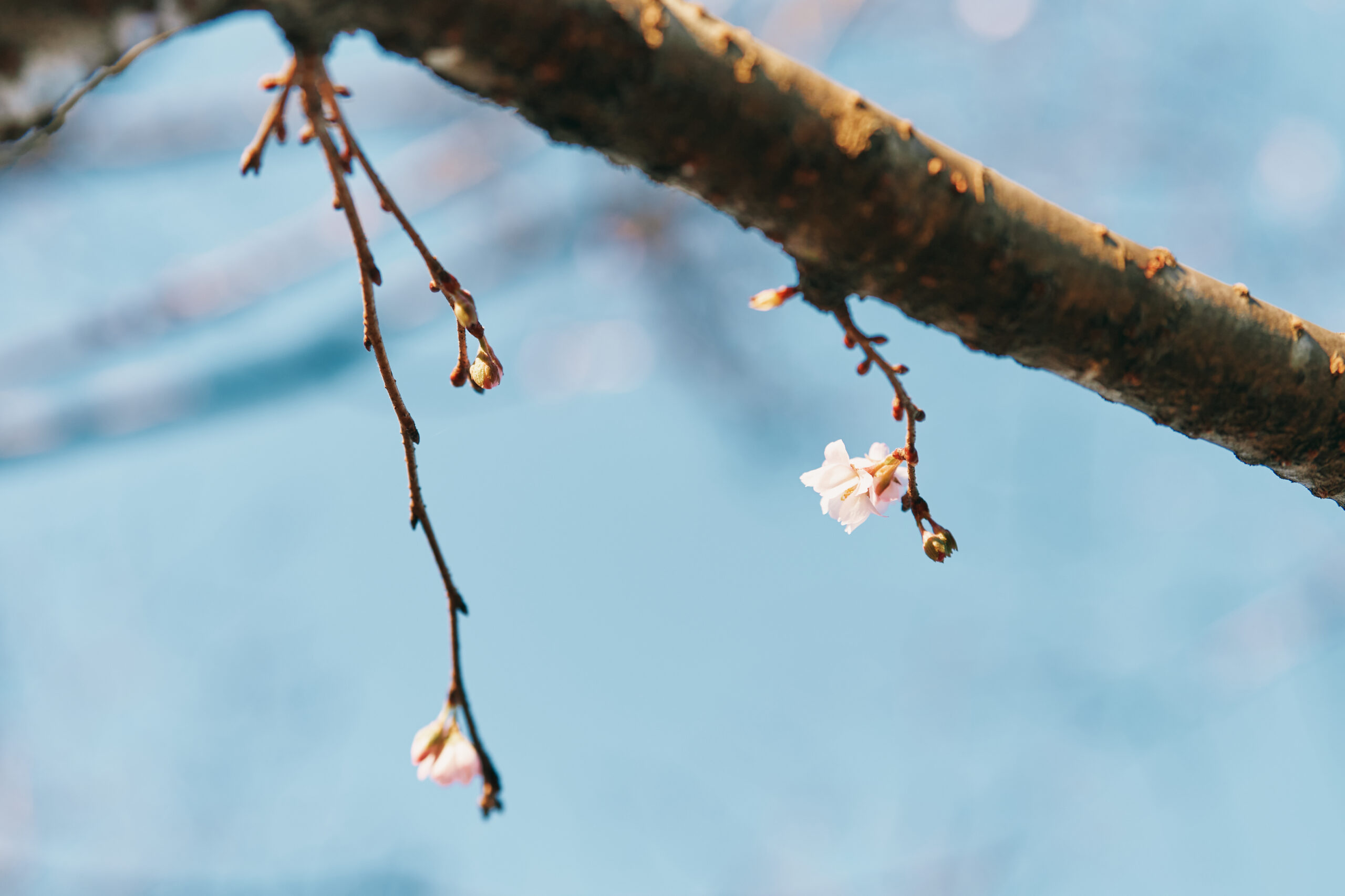 春には桜の名所としてもにぎわう西公園。取材時は12月だったが、1本花を咲かせている木があった。