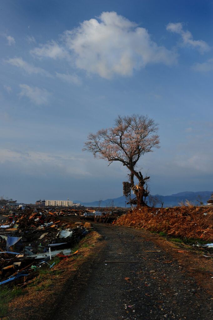 ［写真展］Life is Beautiful　大沼英樹と桜