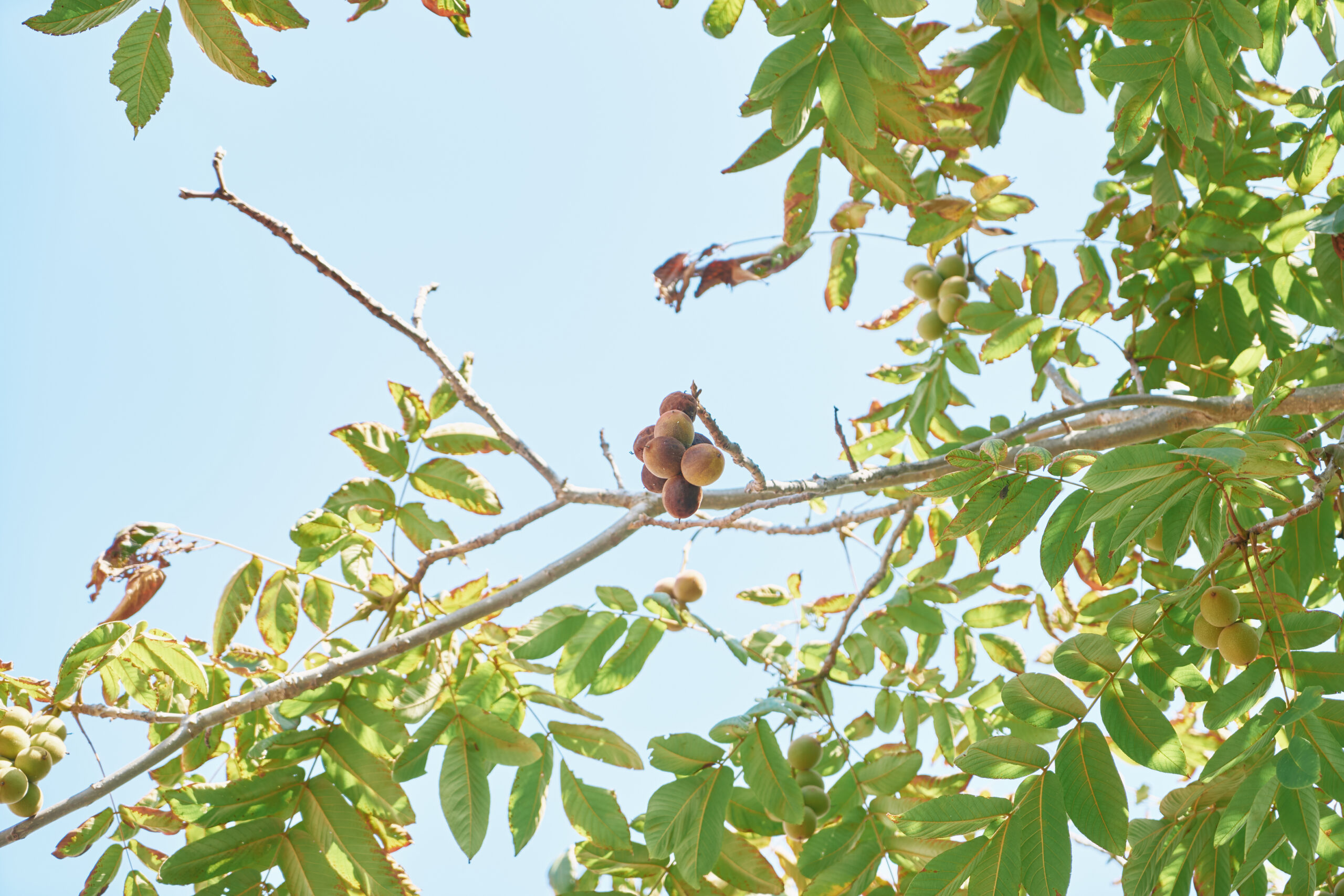 通り沿いをよく見ると、実を付けたオニグルミの木があちらこちらに。茶色くなってポトリと落ちた実を拾う