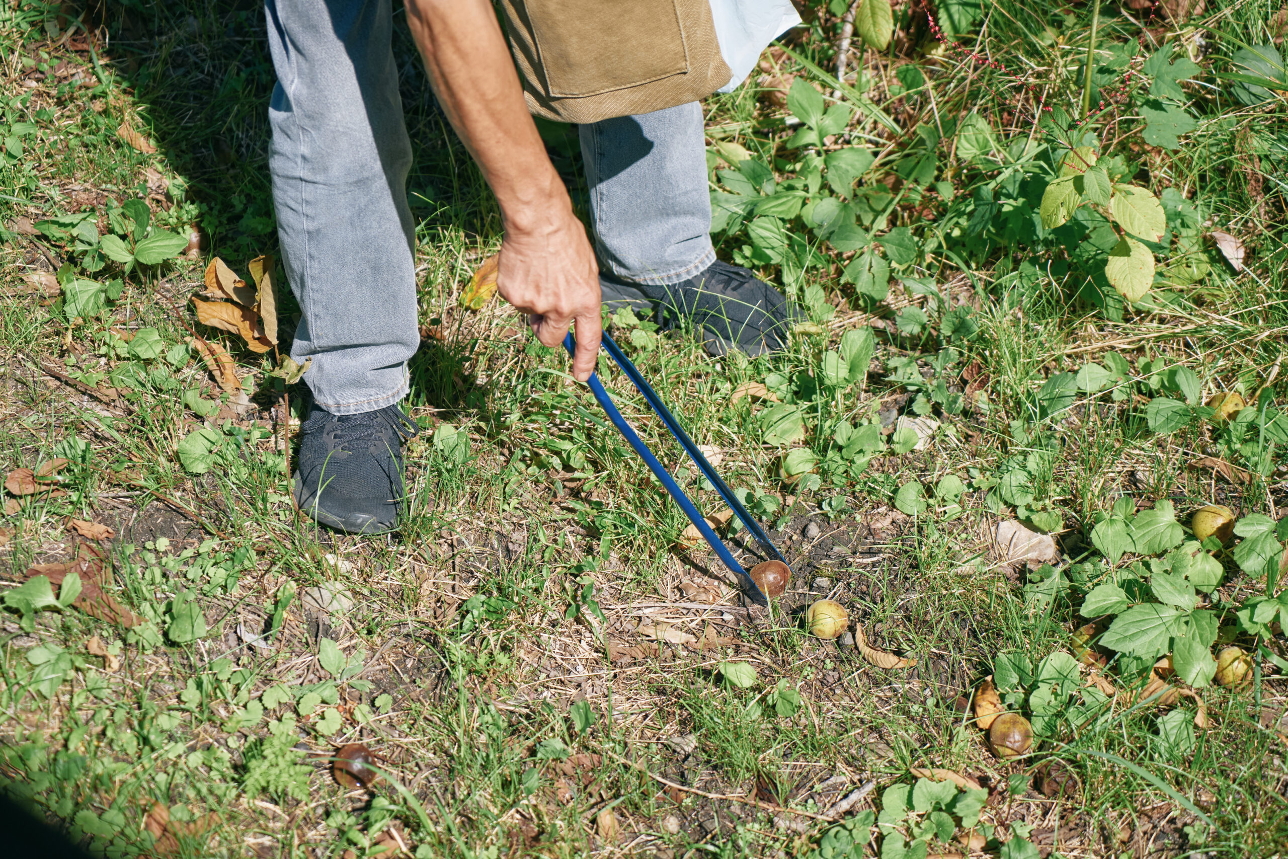 生り物拾いの相棒、トングを取り出すと、実の中からあっという間にクルミの殻を取り出す。ものの数分で袋はたくさんのクルミでいっぱいに