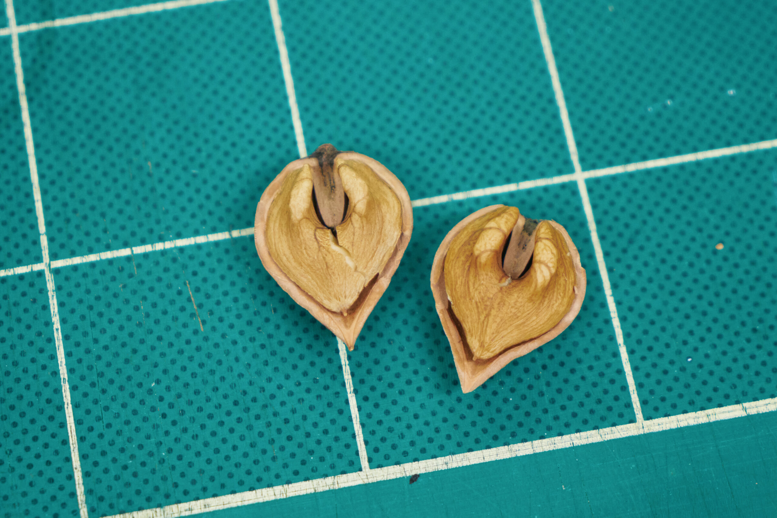 秋から冬にかけては、普段の仕事にクルミ割りの作業が加わる。専用の道具で殻を割ってきれいに実を取り出す。